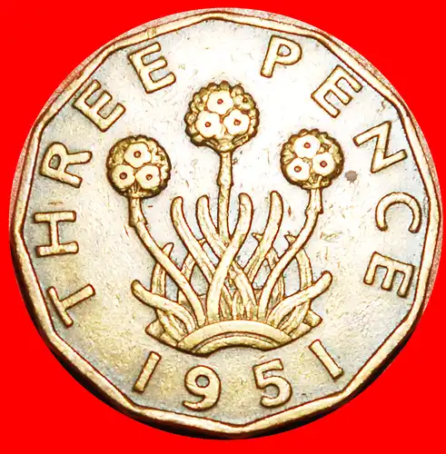 * GRASNELKEN (1949-1952): GROSSBRITANNIEN ★ 3 PENCE 1951 GEORG VI. (1937-1952)! * THRIFT: UNITED KINGDOM ★ GREAT BRITAIN ★