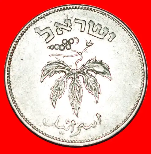 * TRAUBE: PALÄSTINA (israel) ★ 50 PRUTA 5714 (1954) MAGNETISCH! * GRAPE: PALESTINE (israel) ★