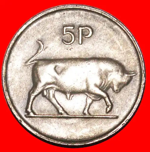 * GROSSBRITANNIEN (1969-1990): IRLAND ★ 5 PENCE 1978 STIER!  * GREAT BRITAIN: IRELAND ★ 5 PENCE 1978 BULL! 