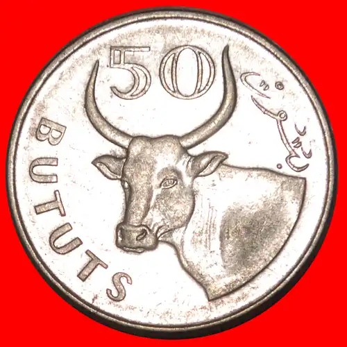 * STIER (2008-2016): DIE GAMBIA ★ 50 BUTUT 2008! * BULL: THE GAMBIA ★ 