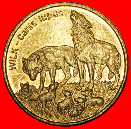 * WÖLFE SELTEN: POLEN ★ 2 ZLOTY 1999 NORDISCHES GOLD STG STEMPELGLANZ! * WOLVES  RARE: POLAND ★ NORDIC GOLD UNC MINT LUSTRE! 