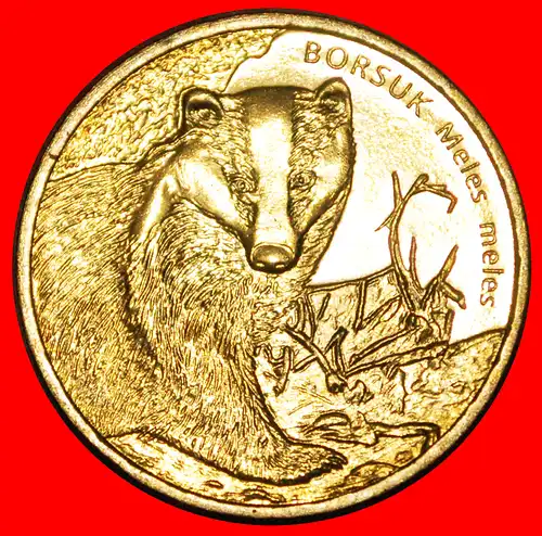 * DACHS: POLEN ★ 2 ZLOTY 2011 NORDISCHES GOLD STG STEMPELGLANZ!  * BADGER: POLAND ★ NORDIC GOLD UNC MINT LUSTRE! 