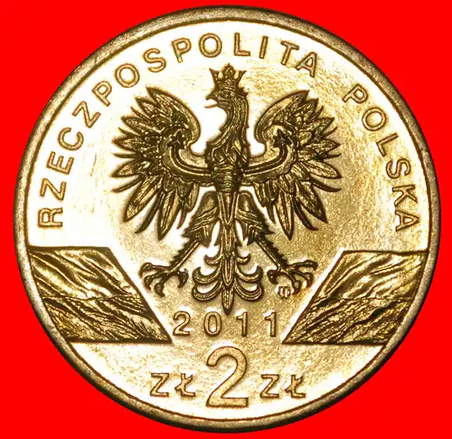 * DACHS: POLEN ★ 2 ZLOTY 2011 NORDISCHES GOLD STG STEMPELGLANZ!  * BADGER: POLAND ★ NORDIC GOLD UNC MINT LUSTRE! 