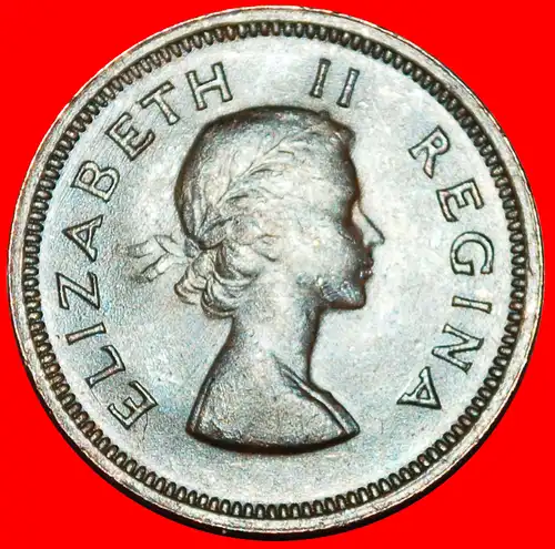 ~ VÖGEL (1953-1960): SÜDAFRIKA ★ 1/4 PENNY 1953! ELISABETH II. (1953-2022)  ~ BIRDS: SOUTH AFRICA ★ 