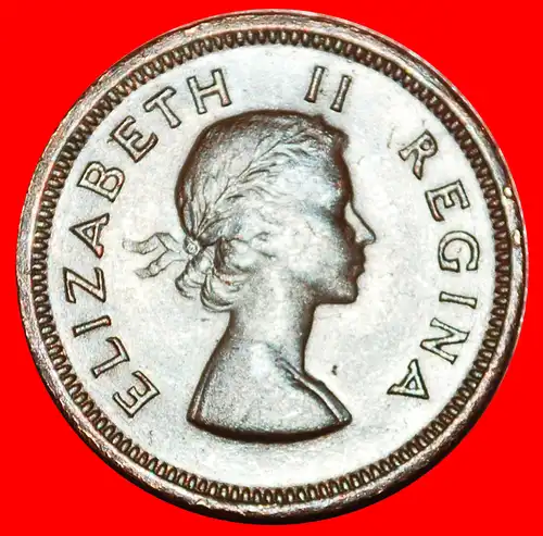 ~ VÖGEL (1953-1960): SÜDAFRIKA ★ 1/4 PENNY 1959! ELISABETH II. (1953-2022) ~ BIRDS: SOUTH AFRICA ★ 