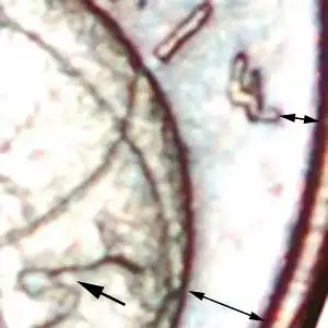 Ⰿ EICHE (2002-2025): DEUTSCHLAND ★ 1 EUROCENT 2002A STEMPEL A I! GERADE VERÖFFENTLICHT! Ⰿ OAK (2002-2025): GERMANY ★ DIES A I! JUST PUBLISHED! 