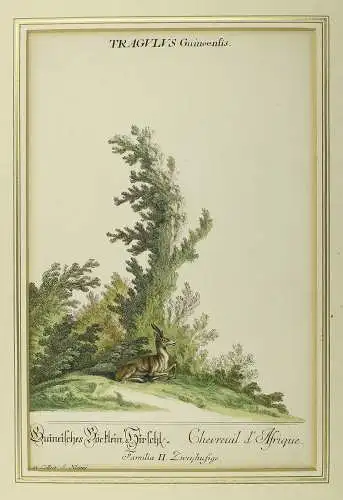Guineisches Böcklein, Hirschle. Prächtiger, handkolorierter Kupferstich um 1750.