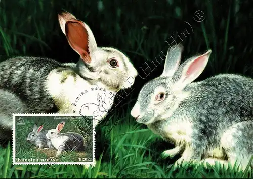 THAIPEX 99, Bangkok: Domestic Rabbit -MAXIMUM CARDS MC(95)-