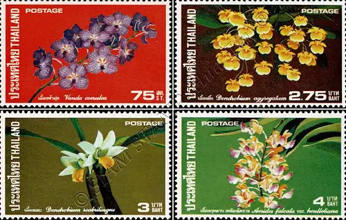 Orchid (II) (MNH)