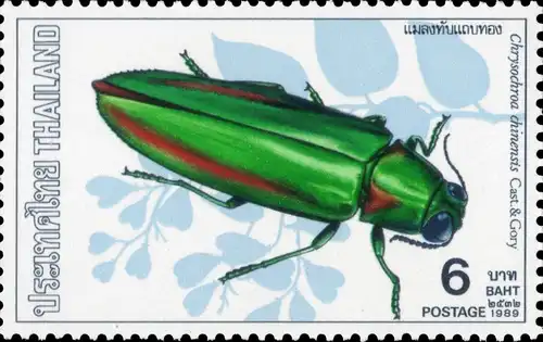 Insects (I) (MNH)