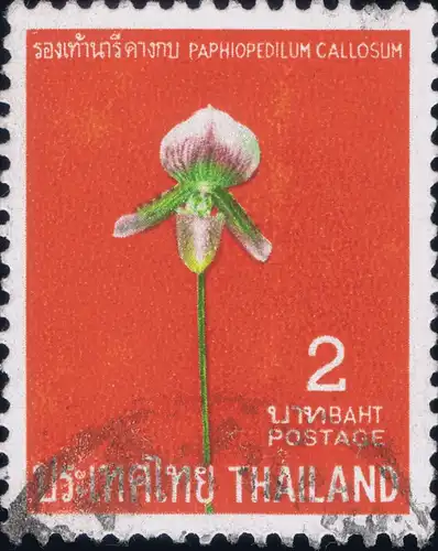 Thai Orchids (I) -CANCELLED (G)-
