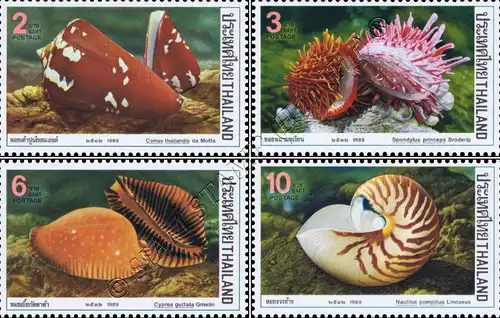 Molluscs Shell (II) (MNH)