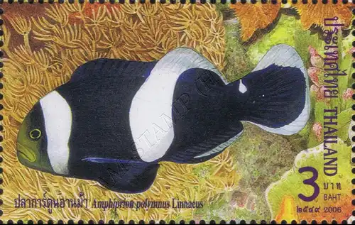 Anemonenfische (Clownfische) -4er BLOCK- (**)