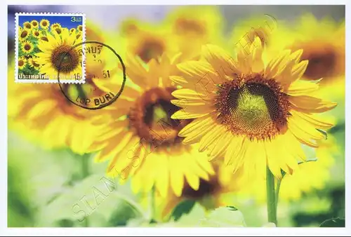 Freimarke: Sonnenblumen -MAXIMUM KARTE MC(I)-