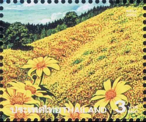 Amazing Thailand (IV): Bua Tong Meadow, Doi Mae Ukor Mountain -KB(I)- (MNH)