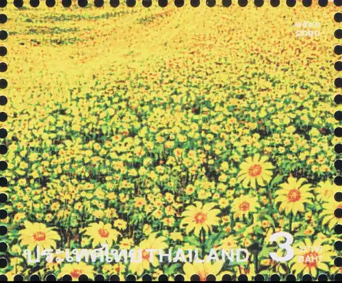 Amazing Thailand (IV): Bua Tong Meadow, Doi Mae Ukor Mountain -KB(I)- (MNH)