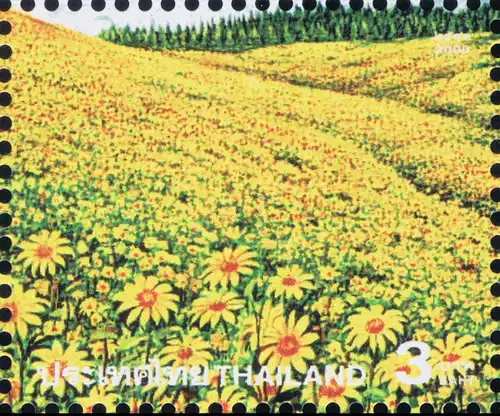 Amazing Thailand (IV): Bua Tong Meadow, Doi Mae Ukor Mountain -KB(I)- (MNH)