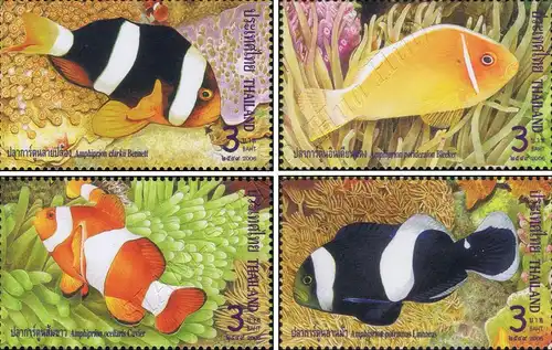 Anemonefish (Clownfish) (MNH)