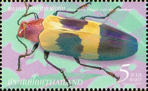 Insects (III) -ZD(I)- (MNH)