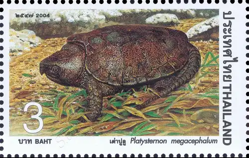 Turtle (MNH)