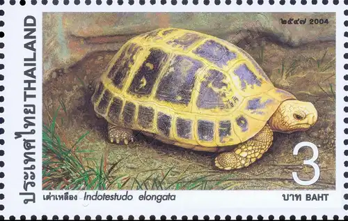 Turtle (MNH)