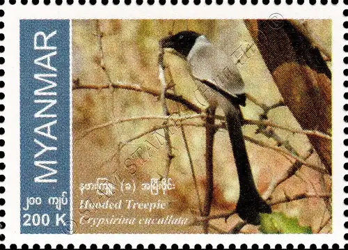 Endemic Birds: Hooded Treepie (MNH)