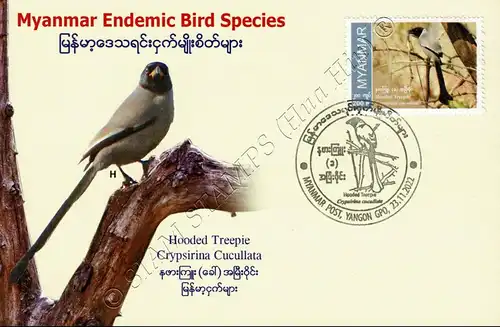 Endemic Birds: Hooded Treepie -MAXIMUM CARD MC(I)-