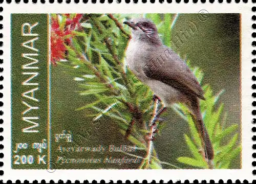 Endemic Birds: Ayeyarwady BulBul (MNH)