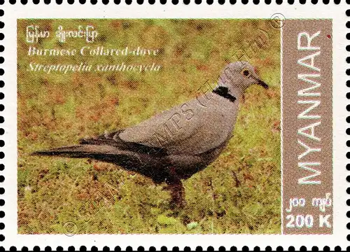 Endemic Birds: Burmese Collared-Dove (MNH)