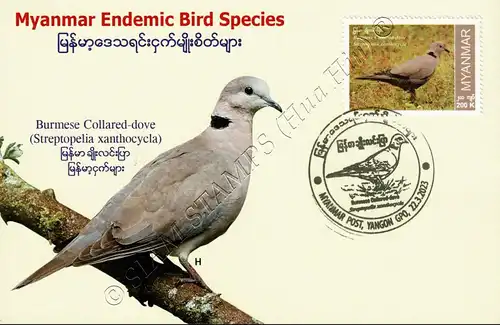 Endemic Birds: Burmese Collared-Dove -MAXIMUM CARD MC(II)-I-