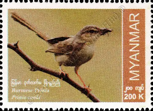 Endemic Birds: Burmese Prinia (MNH)