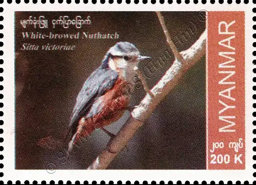 Endemic Birds: White-Browed Nuthatch (MNH)