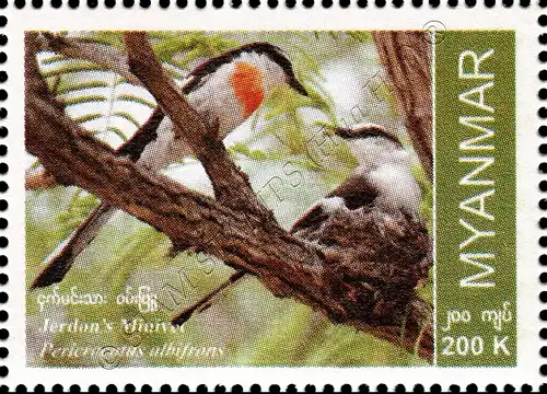 Endemische Vogelarten: Weissbauch-Mennigvogel (**)