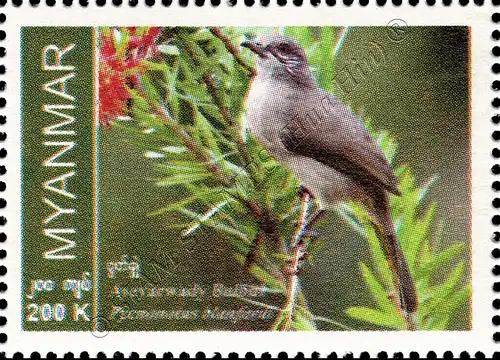 Endemische Vogelarten: Blanfordbülbül (**)