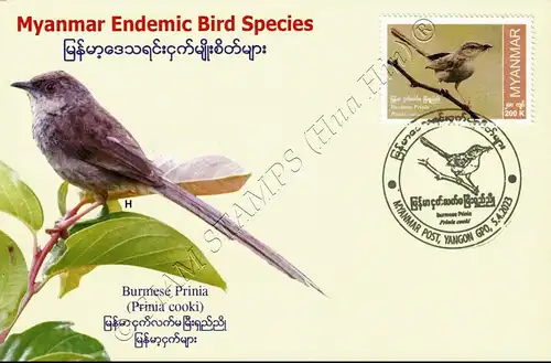 Endemische Vogelarten: Burmaprinie -MAXIMUM KARTE MC(II)-