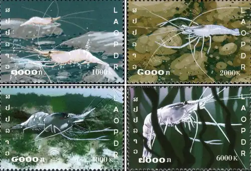 Freshwater Prawns from the Ngoy-District (MNH)