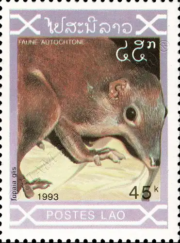Indigenous Mammals (MNH)