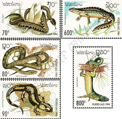 Reptiles and Amphibians (MNH)