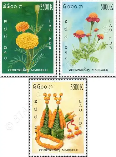 Asteraceae (MNH)