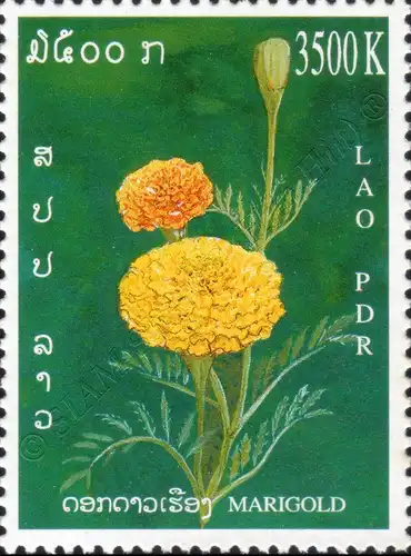 Asteraceae (MNH)