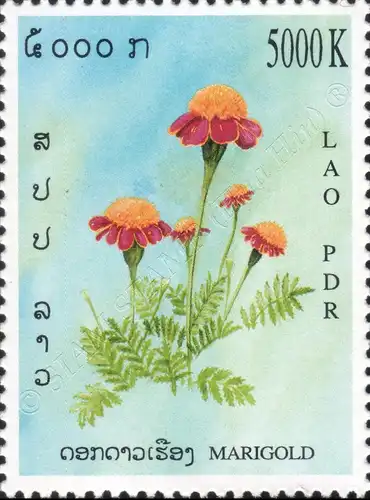 Asteraceae (MNH)