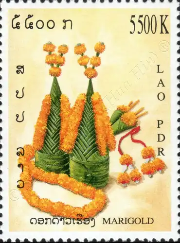 Asteraceae (MNH)