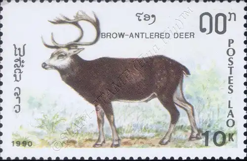 Animals: Herbivores (MNH)