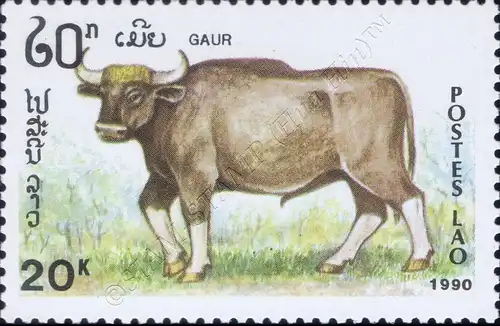 Animals: Herbivores (MNH)