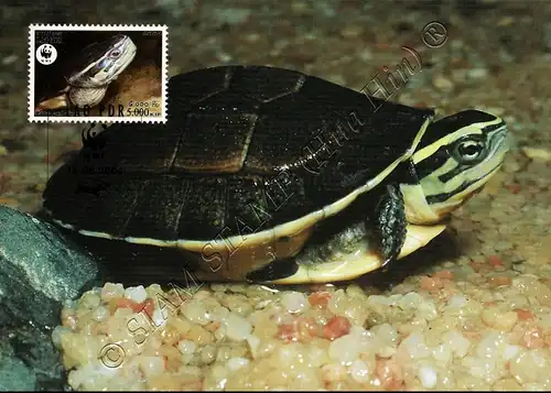 Worldwide conservation: Amboina horseshoe turtle -MAXIMUM CARDS MC(I)-