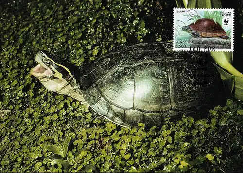 Worldwide conservation: Amboina horseshoe turtle -MAXIMUM CARDS MC(I)-