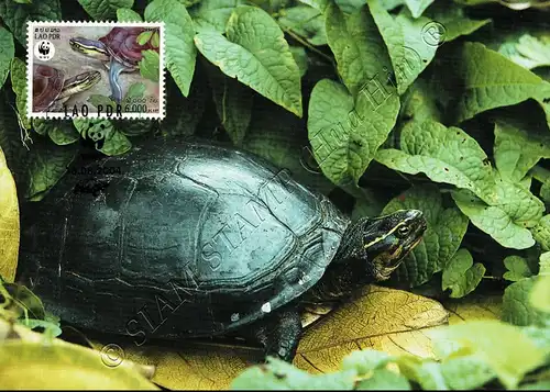 Worldwide conservation: Amboina horseshoe turtle -MAXIMUM CARDS MC(I)-
