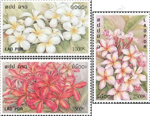 Frangipani (MNH)