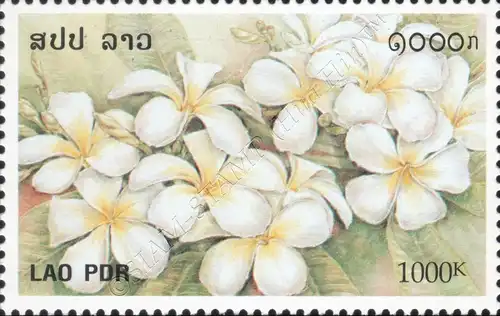 Frangipani (MNH)