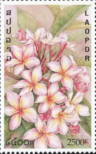 Frangipani (MNH)